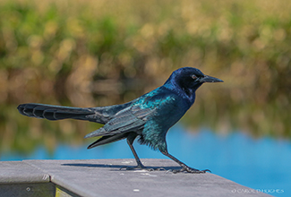 BOAT TAILED GRACKLE (Quiscalus major)