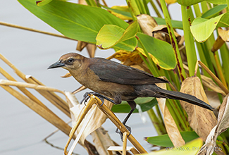 BOAT TAILED GRACKLE - FEMALE (Quiscalus major)