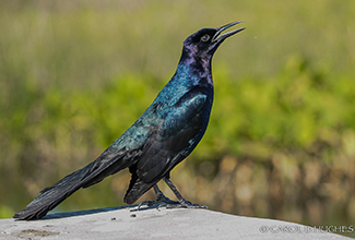 BOAT TAILED GRACKLE (Quiscalus major)