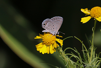 CASSIUS BLUE (Leptotes cassius)