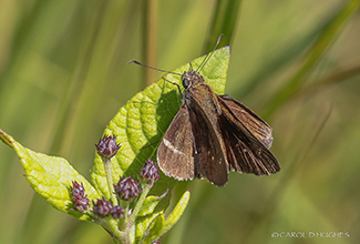 CLOUDED SKIPPER (Lerema accius)