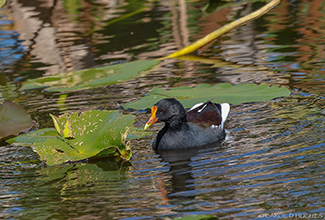 COMMON MOORHEN (Gallinula chloropus)