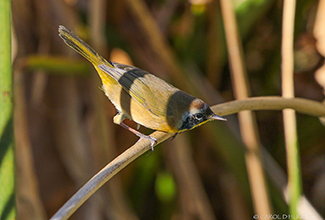 COMMON YELLOW THROAT (Geothlypis trichas)