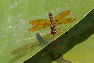 EASTERN AMBERWING (Perithemis tenera) 