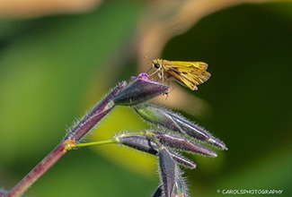 FIERY SKIPPER (Hylephila phyleus) 