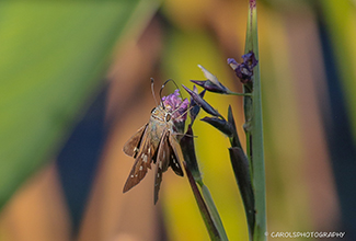 HAMMOCK SKIPPER (Polygonus leo)