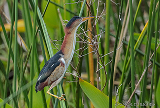 LEAST BITTERN (Ixobrychus exilis)