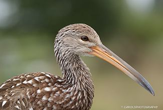 LIMPKIN (Aramus guarauna)