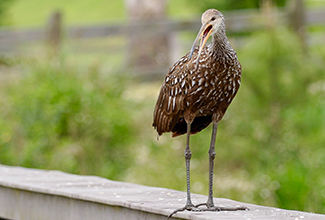 LIMPKIN (Aramus guarauna)