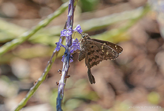 LONG TAILED SKIPPER