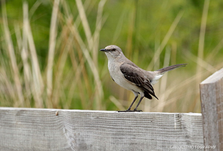 NORTHERN MOCKINGBIRD (Mimus polyglottos) 