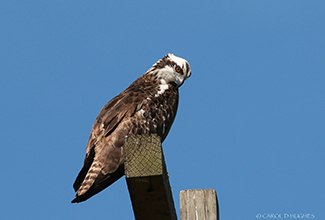 OSPREY (Pandion haliaetus)