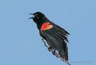 RED WINGED BLACKBIRD (Agelaius phoeniceus) 