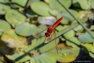 SCARLET SKIMMER (Crocothemis servilia)