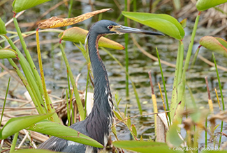 TRICOLOR HERON (Egretta tricolor)