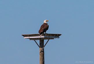 BALD EAGLE (Haliaeetus leucocephalus) 