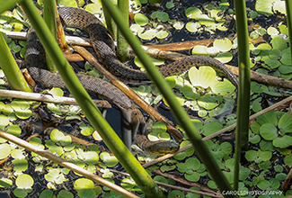 BANDED WATER SNAKE (Nerodia fasciata)