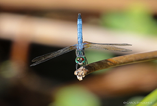 BLUE DASHER (Pachydiplax longipennis) 