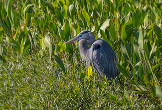 BLUE HERON (Ardea herodias)