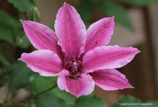 CLEMATIS  'CARNABY'