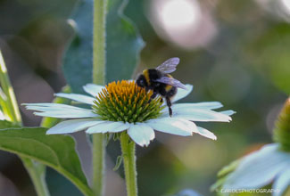 CONE FLOWER (ECHINACEA) AND BUMBLE BEE