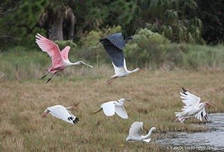 A MIXED FLOCK OF WADERS TAKE FLIGHT