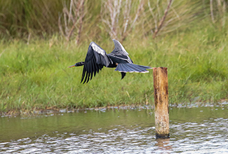 ANHINGA (Anhinga anhinga)