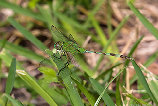 EASTERN PONDHAWK (Erythemis simplicicollis)