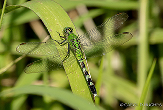 EASTERN PONDHAWK (Erythemis simplicicollis)