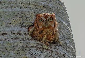 EASTERN SCREECH OWL (Megascops asio)