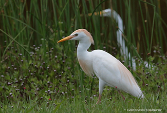 EGRET, CATTLE (Bubulcus ibis)