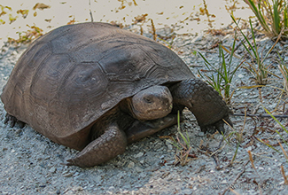 GOPHER (Gopherus polyphemus) 