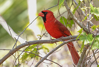 NORTHERN CARDINAL (Cardinalis cardinalis)