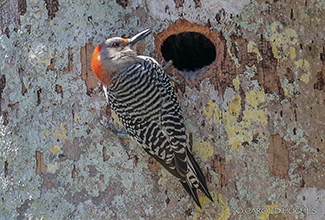 RED BELLIED WOODPECKER (Melanerpes carolinus)