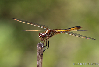 YELLOW SIDED SKIMMER (Libellula flavida)