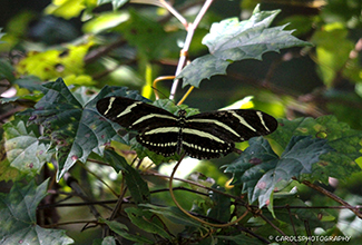 ZEBRA LONGWING (Heliconius charitonius)