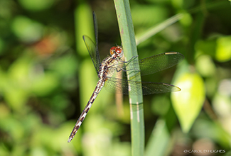 BAND WINGED DRAGONLET - FEMALE (Erythrodiplax umbrata)