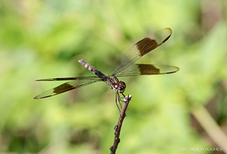 FOUR SPOT PENNANT (Brachymesia gravida) 