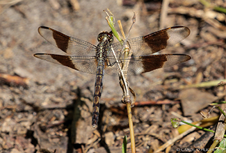 FOUR SPOT PENNANT (Brachymesia gravida) 