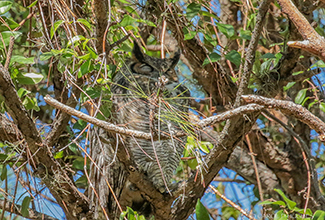 GREAT HORNED OWL (Bubo virginianus) 