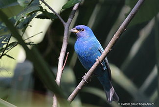 INDIGO BUNTING (Passerina cyanea)