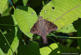 LONG TAILED SKIPPER (Urbanus proteus)