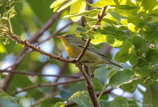 NORTHERN PARULA (Setophaga americana)