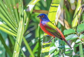 PAINTED BUNTING (Passerina ciris) 