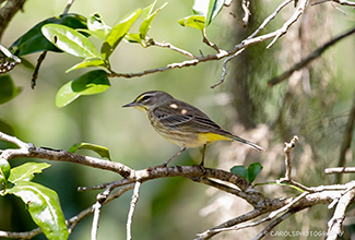 PALM WARBLER (Setophaga palmarum)