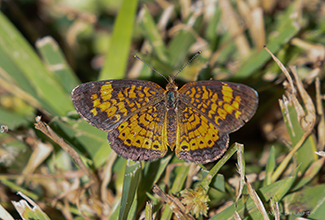 Pearl Crescent (Phyciodes tharos) 