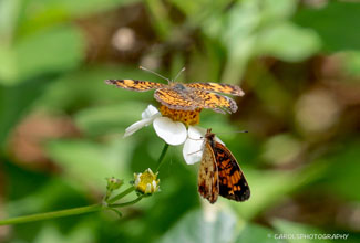 PEARL CRESCENT (Phyciodes tharos) ON SHEPHERDS NEEDLE (Bidens alba)