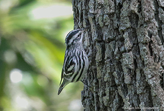 BLACK AND WHITE WARBLER (Mniotilta varia)