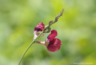 PHASEY OR WILD BUSH BEAN (Macroptilium lathyroides)