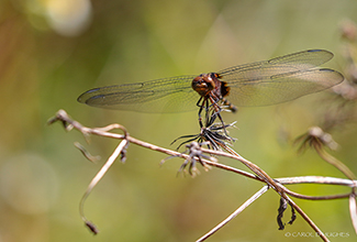 PINTAILED PONDHAWK (Erythemis plebeja)